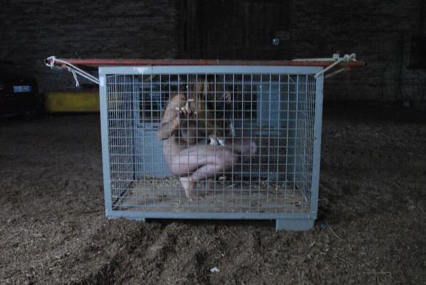 Abducted girl naked caged bound and tied to a tree