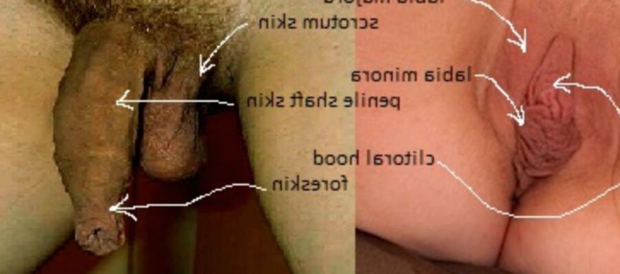 Foreskin & Clitoral-Hood Are IDENTICAL!