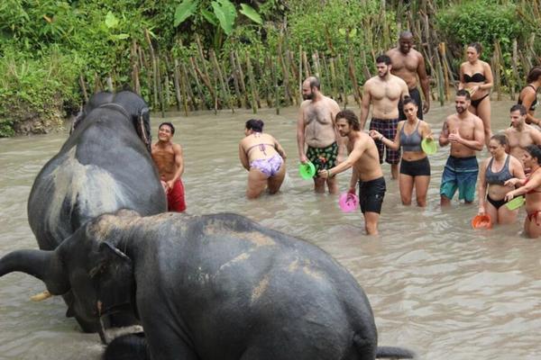 Elephant Butts