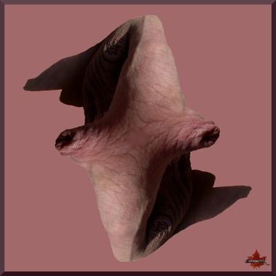 FRACTAL FORESKIN ART