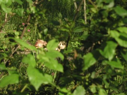 voyeur garota nua na floresta