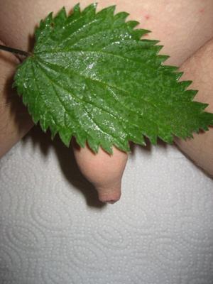 nettles for small cock